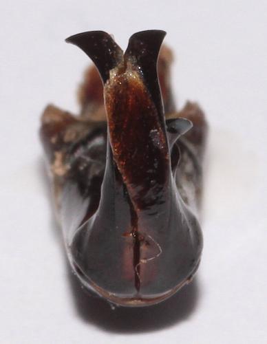 Réf. 274 479 : Scarabaeus sacer